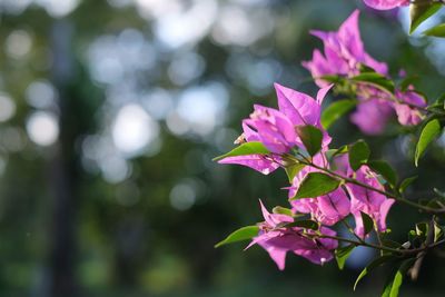 Close-up of pink flowering plant