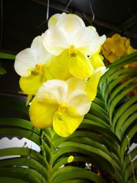 Close-up of yellow flowers blooming outdoors