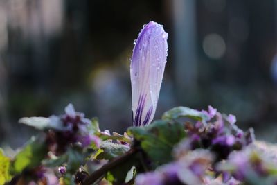 Close-up of wet purple crocus flower