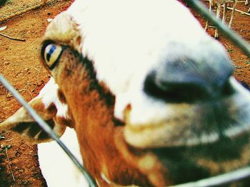 Close-up of dog