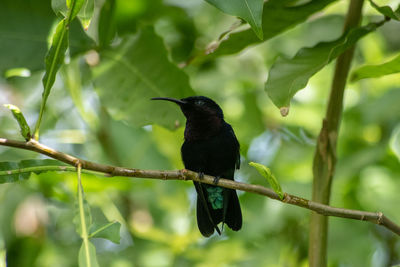 Bird perching on a branch