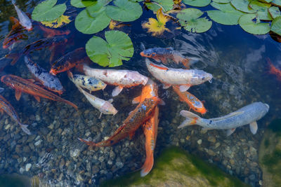 High angle view of koi carps swimming in sea