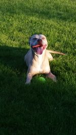 Portrait of a relaxing on grassy field