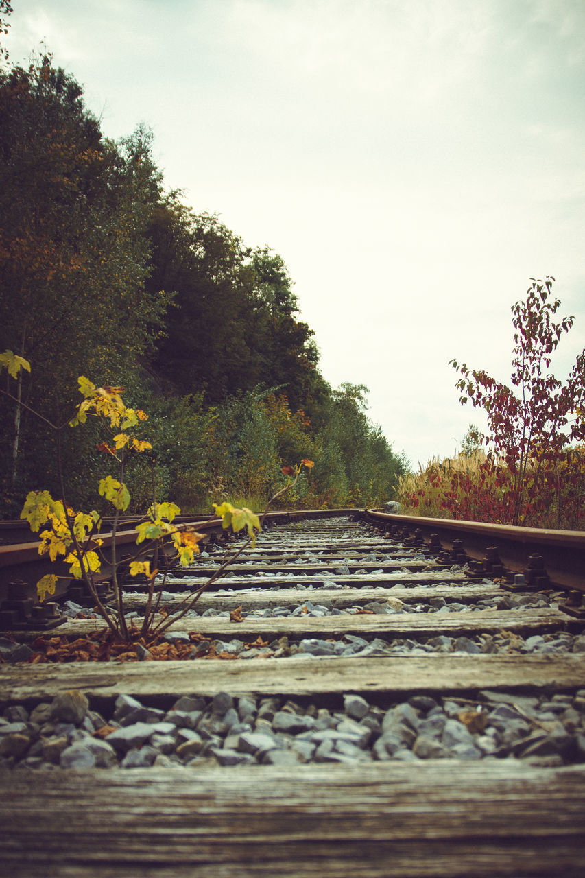 RAILROAD TRACK AMIDST TREES AND PLANTS AGAINST SKY