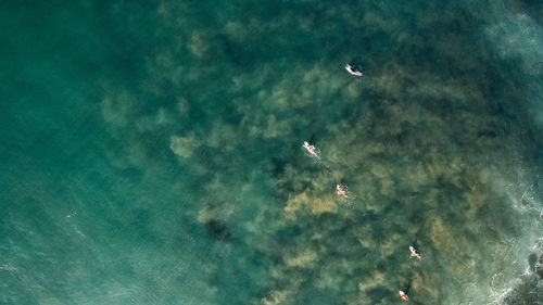 High angle view of birds flying