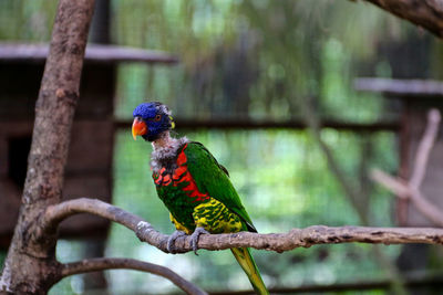 Parrot with colourful feathers looked sick