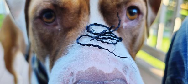 Close-up portrait of man with dog