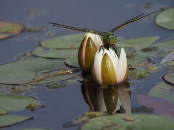 Close-up of lotus water lily in lake