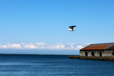 Seagull flying over sea