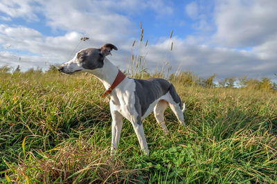 Whippet standing on grassy field against sky