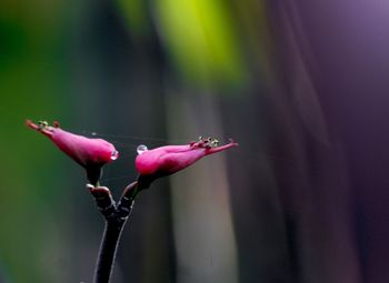 Close-up of pink flowering plant