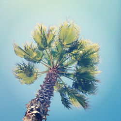 Low angle view of trees against sky