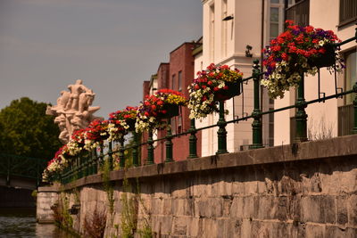 Low angle view of flowering plants by building against sky