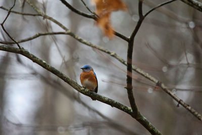 Low angle view of bird perching on branch