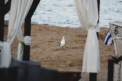 Seagulls on beach