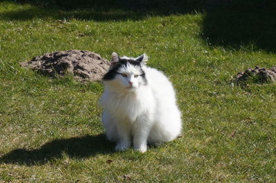 Cat on grassy field