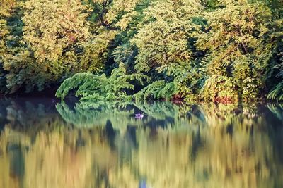 Reflection of trees in lake