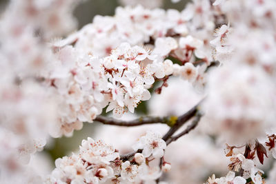 Close-up of cherry blossom