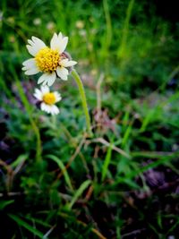 Close-up of flowers blooming outdoors