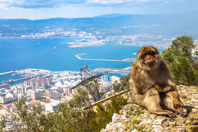 Close-up of monkey sitting on cliff by sea against sky during sunny day