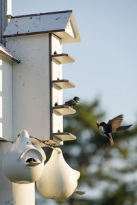 Close-up of birds flying against the sky