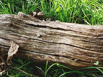 Stack of tree trunk on field