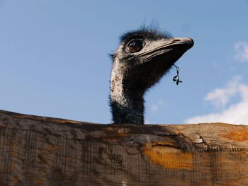Low angle view of a ostrich  looking away