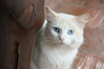 Close-up portrait of cat with kitten