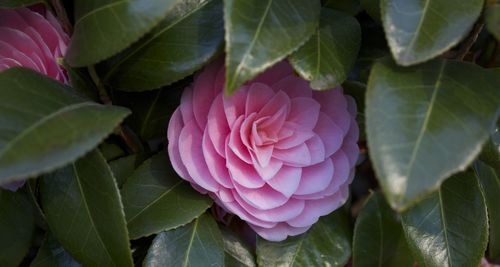 Close-up of pink flowers blooming outdoors