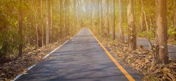 Footpath amidst trees in forest
