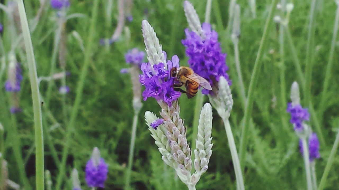 flower, insect, animal themes, one animal, animals in the wild, wildlife, freshness, fragility, pollination, purple, growth, bee, beauty in nature, focus on foreground, plant, nature, symbiotic relationship, close-up, petal, flower head