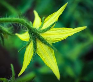 Close-up of yellow flower