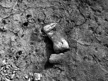 High angle view of lizard on tree trunk