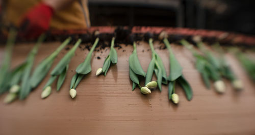 Close-up of tulip on table