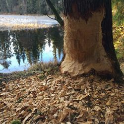 Trees growing in forest during autumn