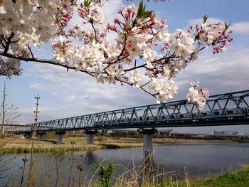 Low angle view of flowering tree by river against sky