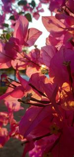 Close-up of pink flowering plant