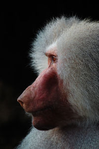 Close-up of a monkey looking away