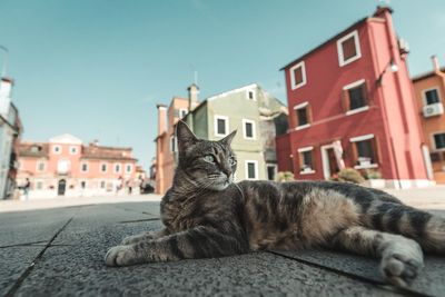 Close-up of cat sitting on footpath against sky