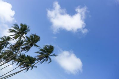 Low angle view of trees against blue sky