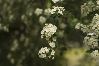 Close-up of flowering plant on field