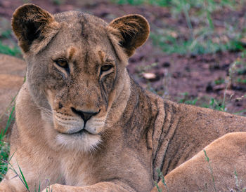 Close-up portrait of lion