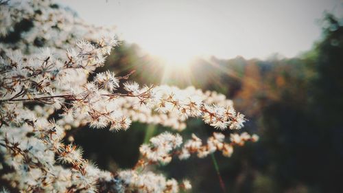 Close-up of flowering plant against bright sun