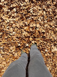 Low section of person standing on dry leaves