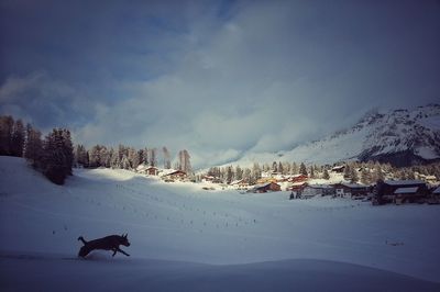 Dog running on snow covered field against cloudy sky