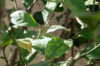Close-up of fresh green plant