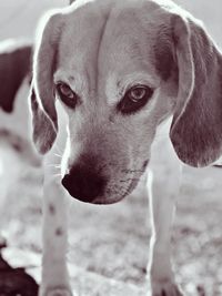 Close-up portrait of a dog