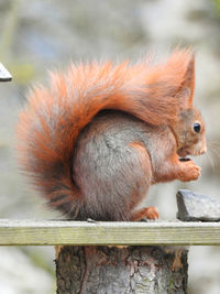 Close-up of squirrel eating