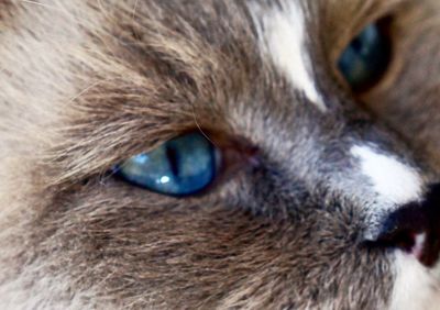 Close-up portrait of dog