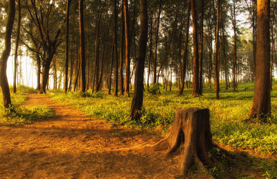 Trees in forest